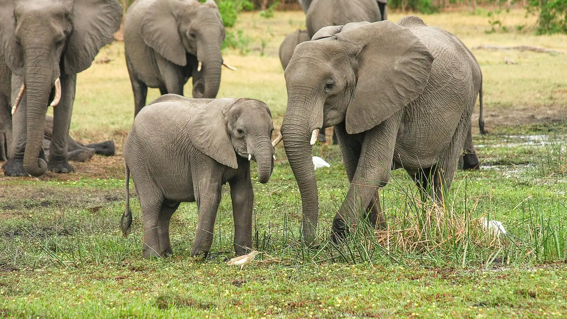 grupo de elefantes