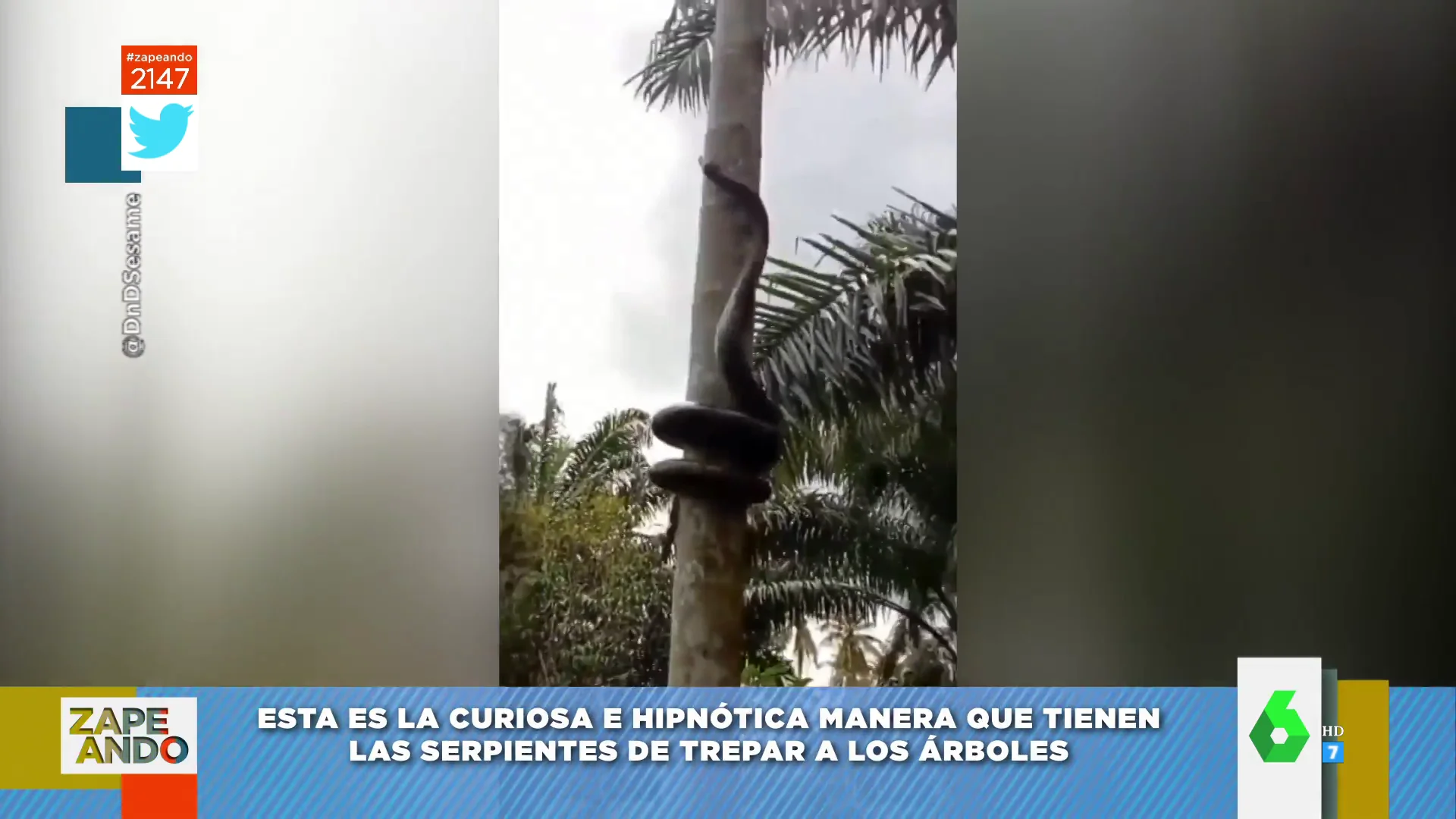 Serpiente subiendo a un árbol