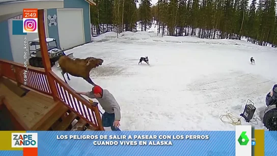 Escapa por los pelos de la embestida de un alce Escapa por los pelos de la embestida de un alce