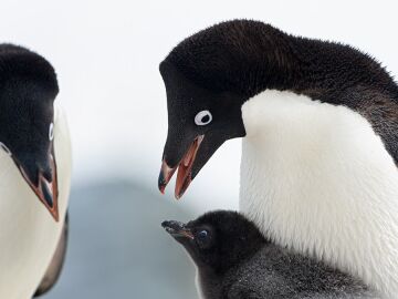 Dos pingüinos adultos y una cría