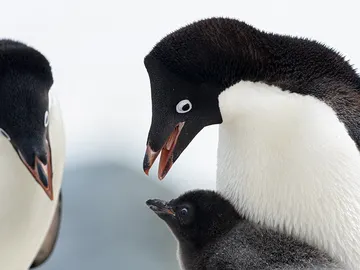 Dos pingüinos adultos y una cría Dos pingüinos adultos y una cría
