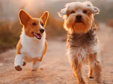 Alexa celebra el Día Mundial del Perro  Alexa celebra el Día Mundial del Perro