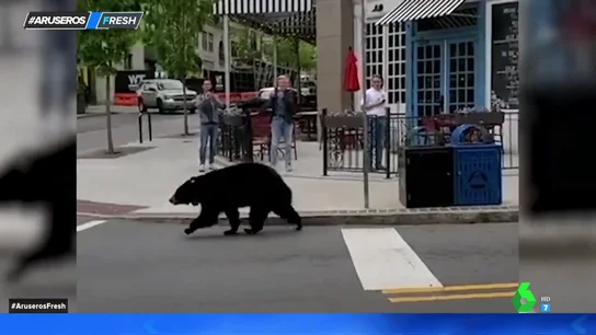 oso paseo oso paseo