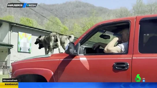 Perros capó Perros capó