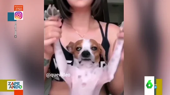 Vídeo viral de perro bailando desganado Vídeo viral de perro bailando desganado