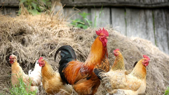 Imagen de archivo de gallinas en una granja Imagen de archivo de gallinas en una granja