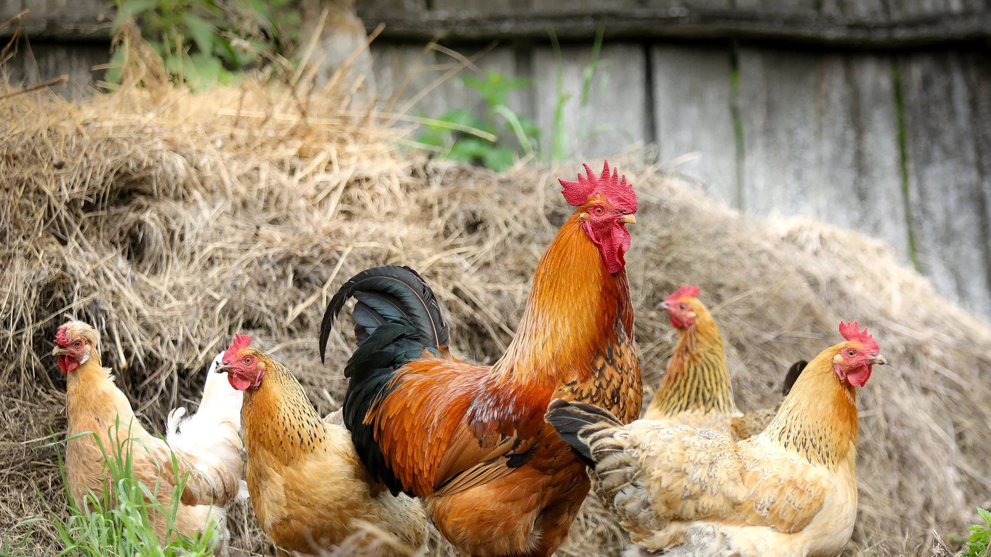 Imagen de archivo de gallinas en una granja Imagen de archivo de gallinas en una granja