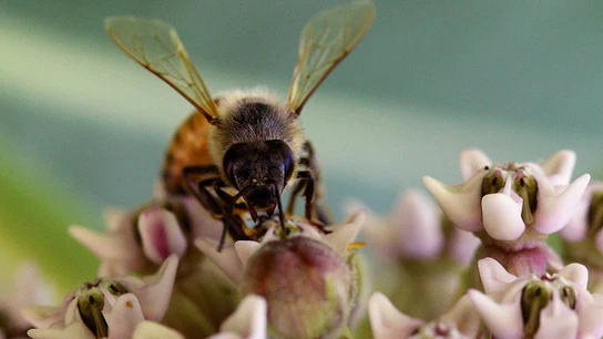 Los animales enfermos se esfuerzan por resolver problemas y adaptarse a entornos cambiantes Los animales enfermos se esfuerzan por resolver problemas y adaptarse a entornos cambiantes