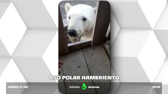 oso polar oso polar