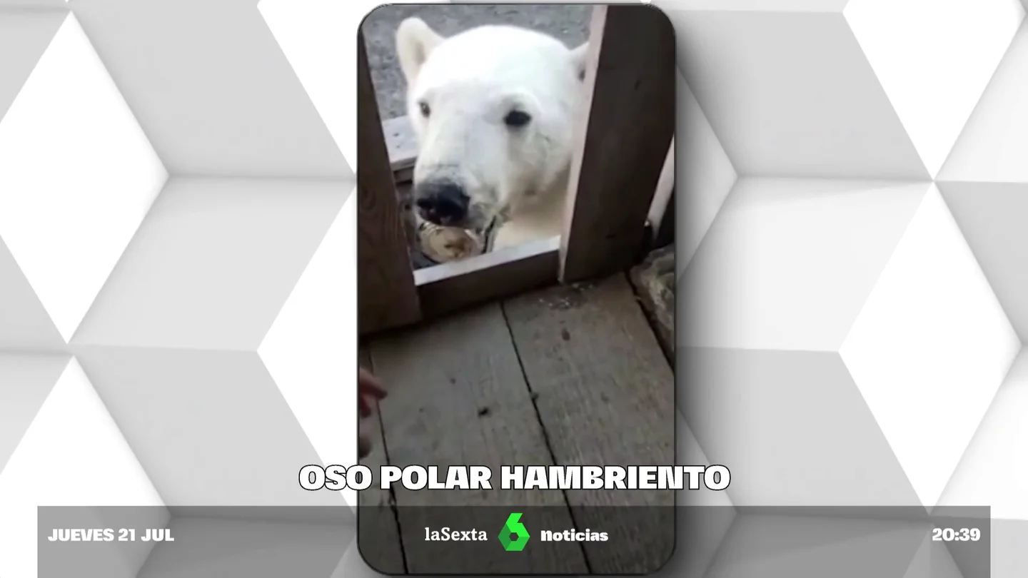 oso polar oso polar