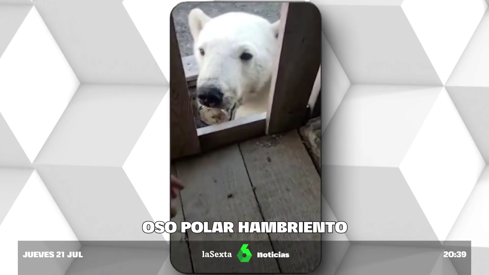 oso polar