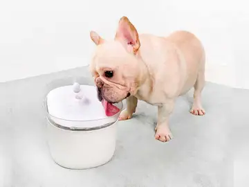 Bebederos inteligentes para las mascotas Bebederos inteligentes para las mascotas