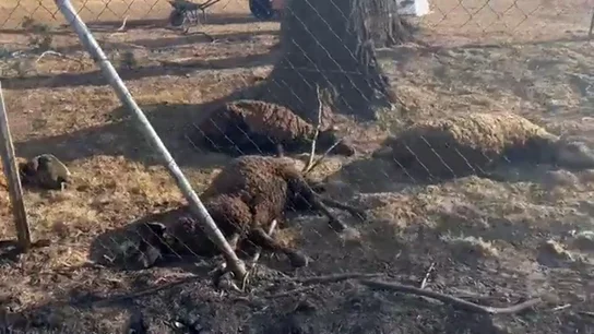 Las duras imágenes de todo un rebaño de ovejas muertas por el fuego en Zamora Las duras imágenes de todo un rebaño de ovejas muertas por el fuego en Zamora