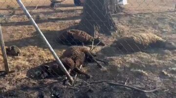 Las duras imágenes de todo un rebaño de ovejas muertas por el fuego en Zamora 