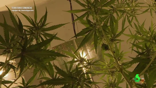 Habla el dueño de una plantación de marihuana en Granada: "No sacamos de 18.000 a 20.000 euros" Habla el dueño de una plantación de marihuana en Granada: "No sacamos de 18.000 a 20.000 euros"