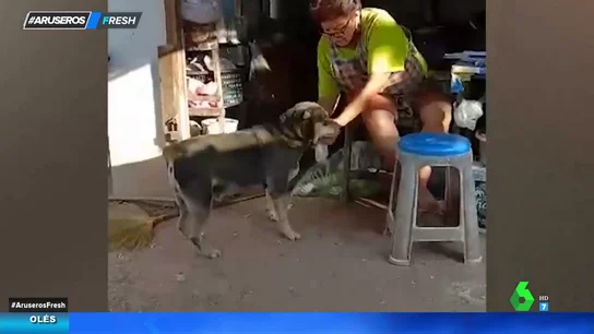 perro comprador perro comprador