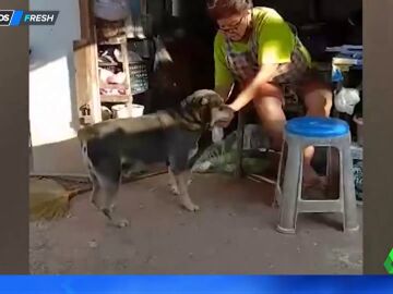 perro comprador