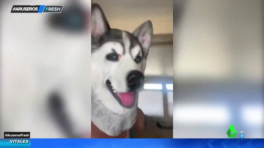 Husky Husky