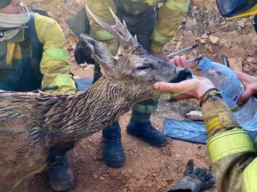 La otra imagen de los incendios: los bomberos salvan en Losacio a un corzo al borde de la deshidratación