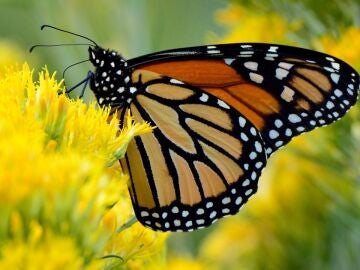 mariposa monarca migratoria