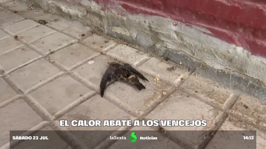 Imagen de un vencejo muerto Imagen de un vencejo muerto