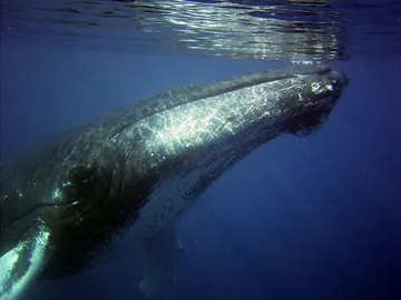 Primer plano cara de una ballena jorobada Primer plano cara de una ballena jorobada