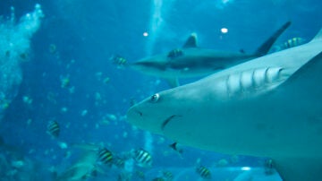 Un tiburón en el agua, en una fotografía de archivo