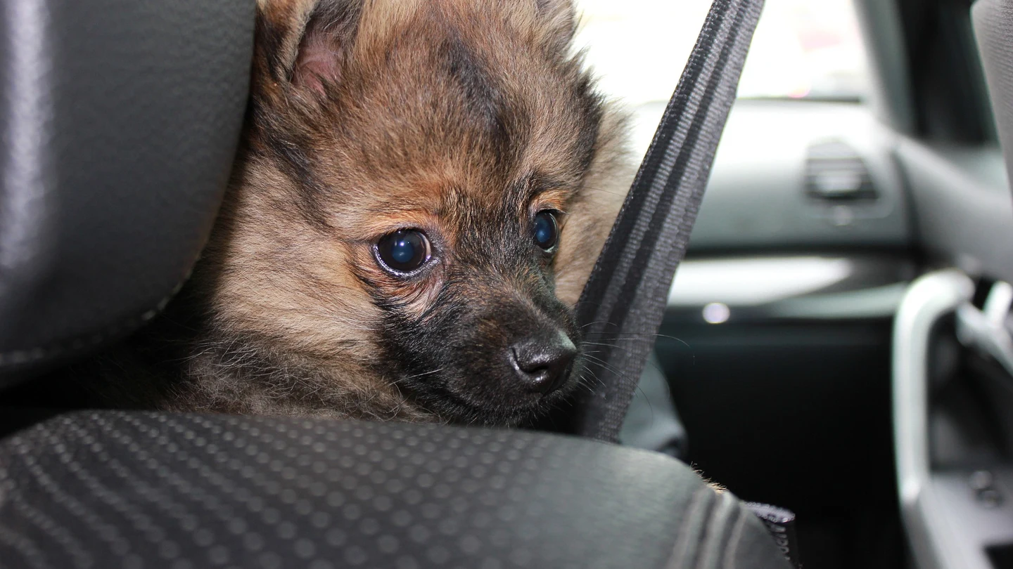 Estos son los requisitos imprescindibles para viajar con tu mascota este verano Estos son los requisitos imprescindibles para viajar con tu mascota este verano