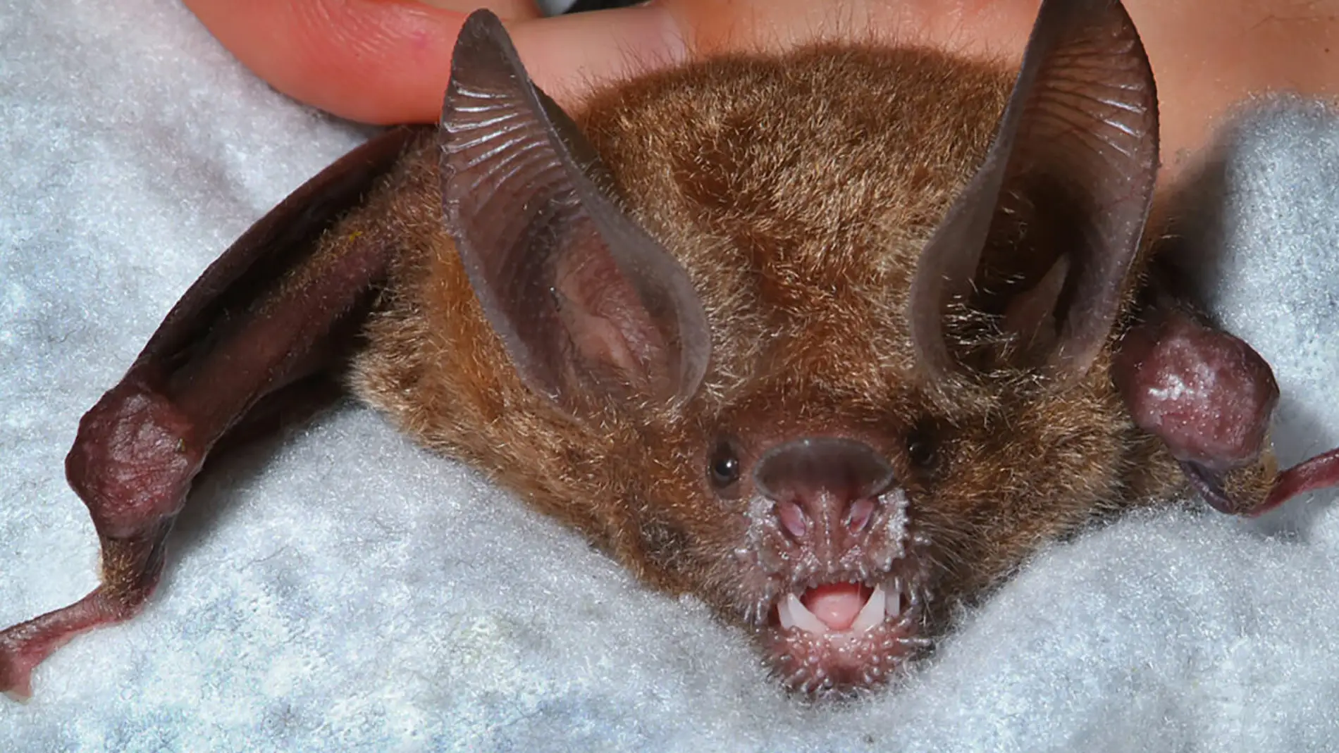 Murciélago comedor de ranas