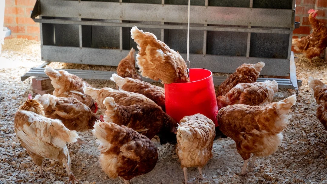 Imagen de archivo de una granja de gallinas y pollos