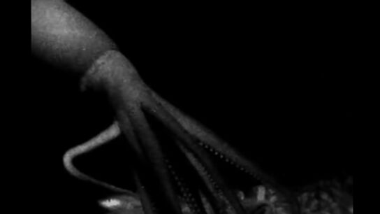 Un calamar gigante prepara su ataque en el fondo del oc&eacute;ano