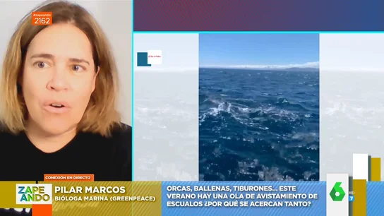 ¿Por qué las orcas y las ballenas se acercan cada vez más a la costa en España? La bióloga Pilar Marcos da las claves ¿Por qué las orcas y las ballenas se acercan cada vez más a la costa en España? La bióloga Pilar Marcos da las claves