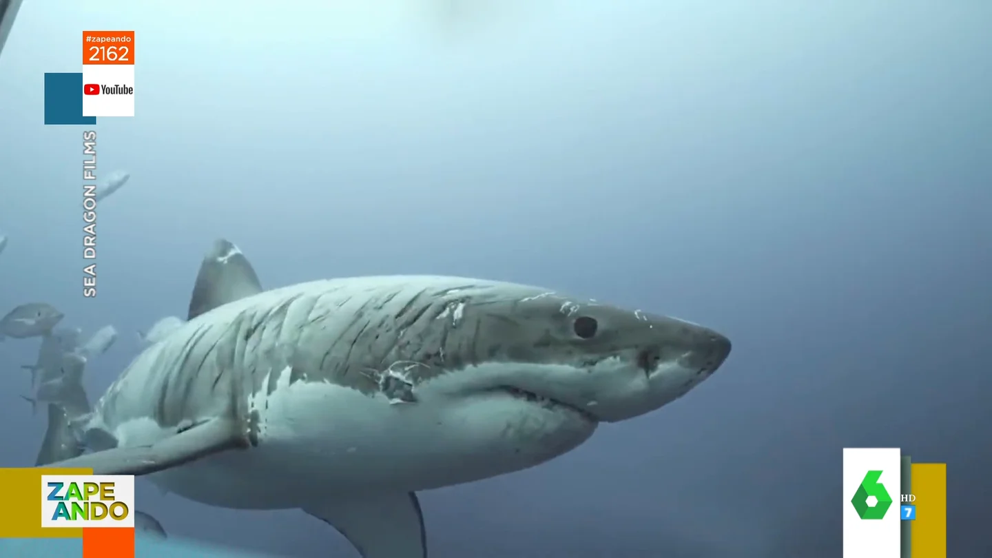 El motivo por el que este tiburón tiene todo su cuerpo lleno de arañazos El motivo por el que este tiburón tiene todo su cuerpo lleno de arañazos