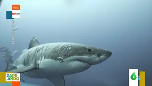 El motivo por el que este tiburón tiene todo su cuerpo lleno de arañazos 