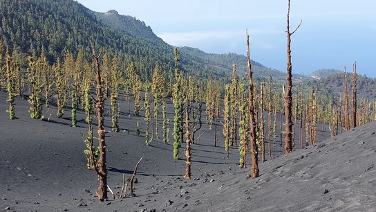 El pino canario crece cerca del cráter sur del volcán de La Palma ocho meses después de acabar la erupción El pino canario crece cerca del cráter sur del volcán de La Palma ocho meses después de acabar la erupción
