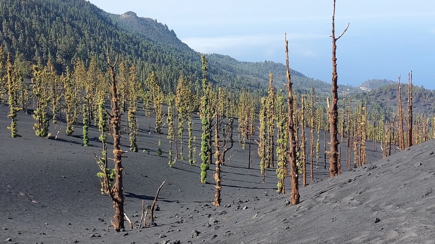 El pino canario crece cerca del cráter sur del volcán de La Palma ocho meses después de acabar la erupción El pino canario crece cerca del cráter sur del volcán de La Palma ocho meses después de acabar la erupción