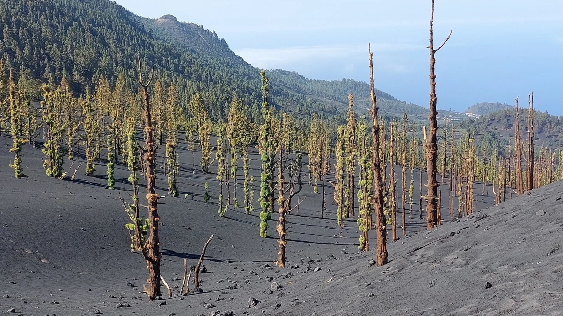 El pino canario crece cerca del cráter sur del volcán de La Palma ocho meses después de acabar la erupción