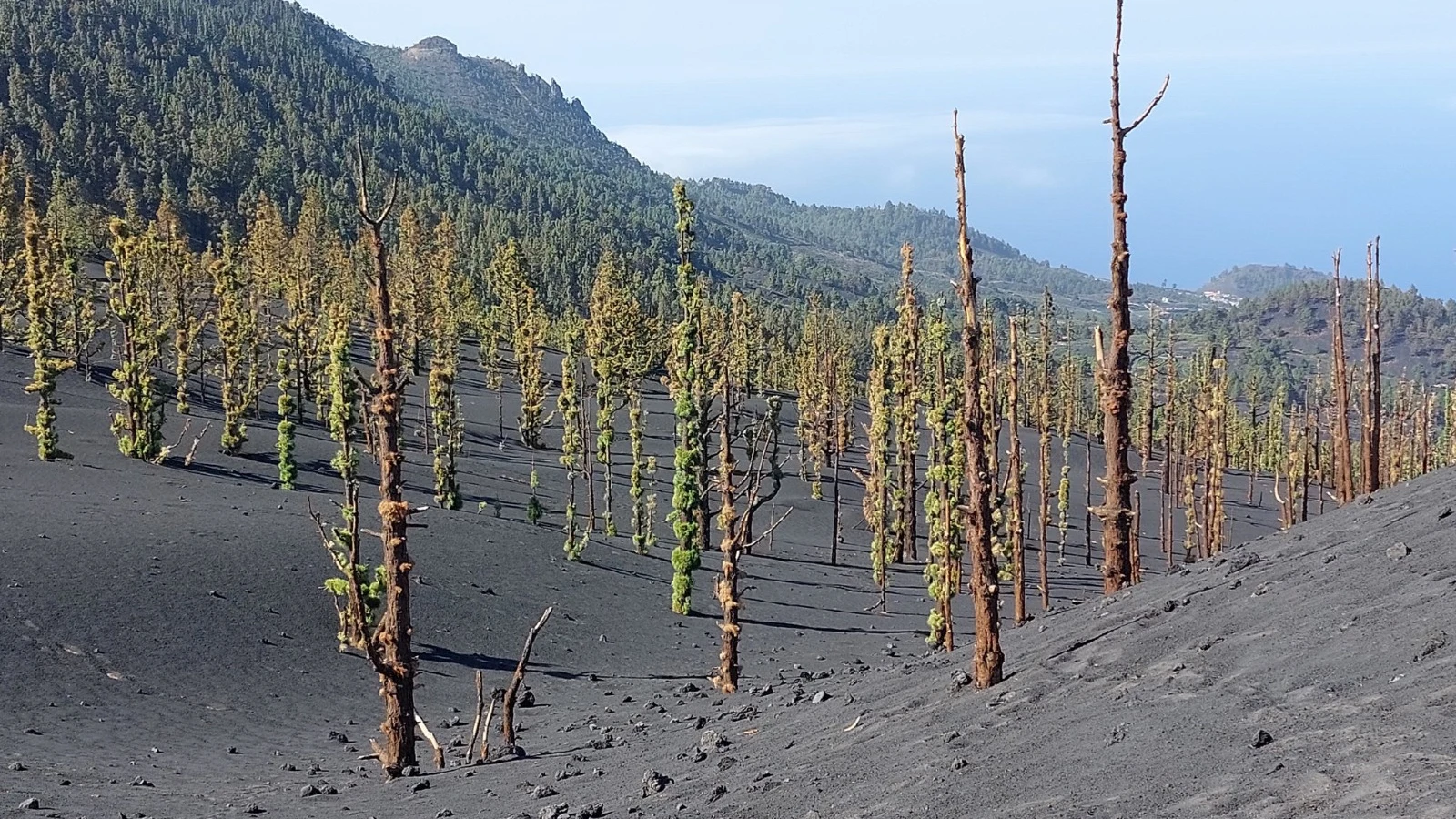 El pino canario crece cerca del cráter sur del volcán de La Palma ocho meses después de acabar la erupción