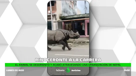 VÍDEO | Un rinoceronte corre suelto por las calles de Nepal y atemoriza a los vecinos VÍDEO | Un rinoceronte corre suelto por las calles de Nepal y atemoriza a los vecinos