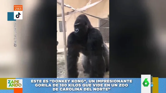 gorila gorila