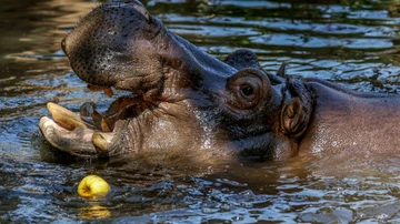 Un hipopótamo toma una manzana en el zoo de Barcelona