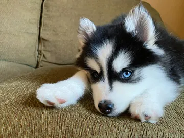 Un cachorro de pomsky Un cachorro de pomsky