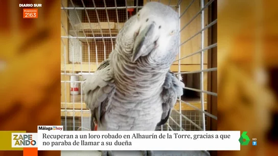 Rescata a un loro gracias a que no paraba de llamar a su dueña Rescata a un loro gracias a que no paraba de llamar a su dueña