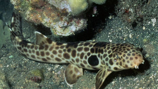 El d&iacute;a que la ciencia encontr&oacute; un tibur&oacute;n que sabe caminar: "Es incre&iacute;ble" 