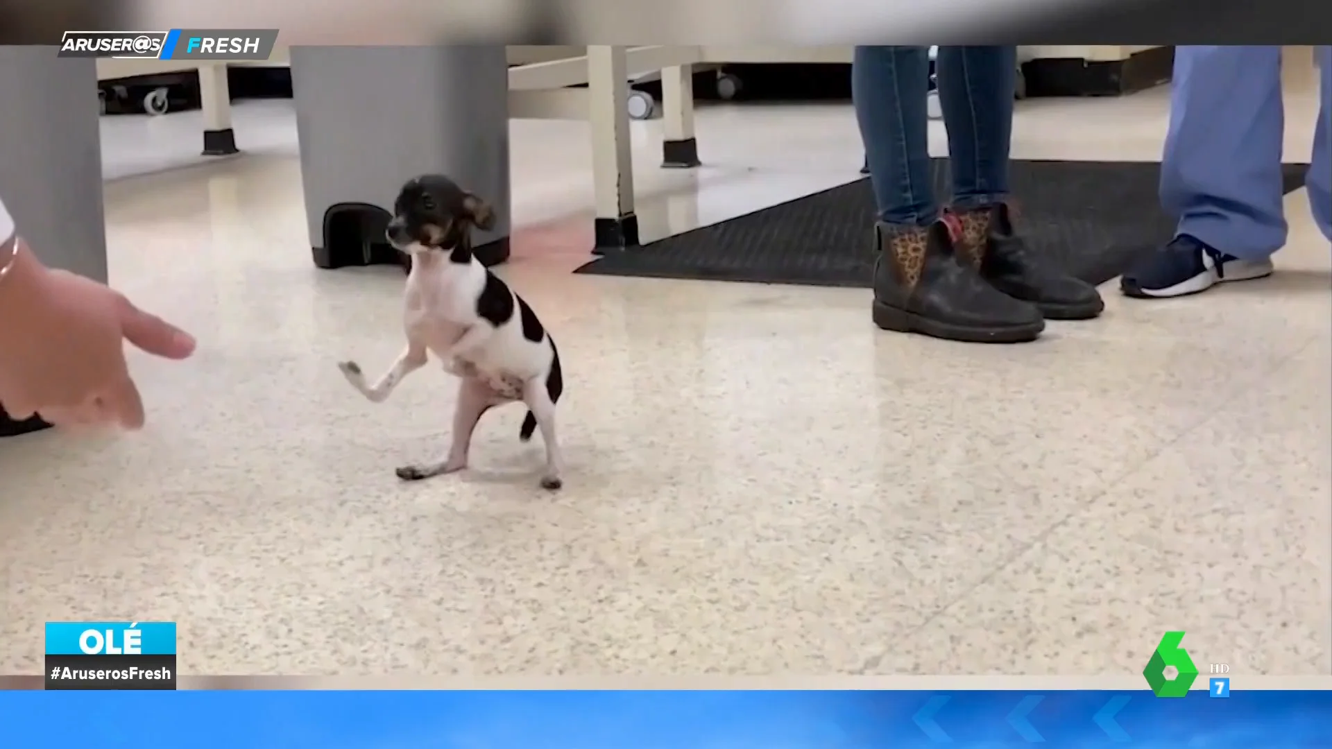 Perrito con patas al revés