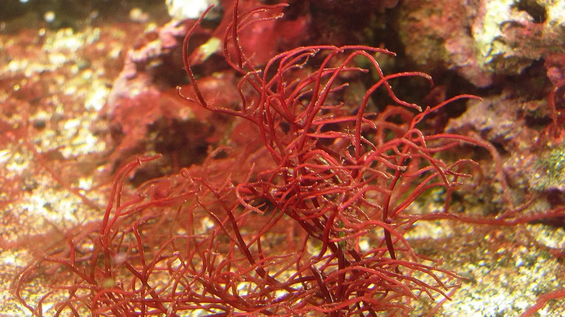Un pequeno crustaceo marino poliniza las algas