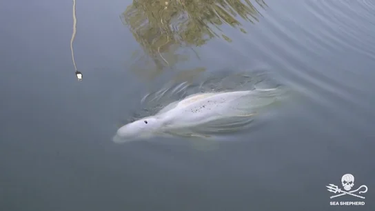 Una beluga perdida en el río Sena se niega a alimentarse Una beluga perdida en el río Sena se niega a alimentarse