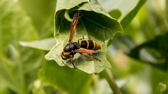 Cómo saber si tengo alergia a las picaduras de mosquitos, abejas o avispas Cómo saber si tengo alergia a las picaduras de mosquitos, abejas o avispas