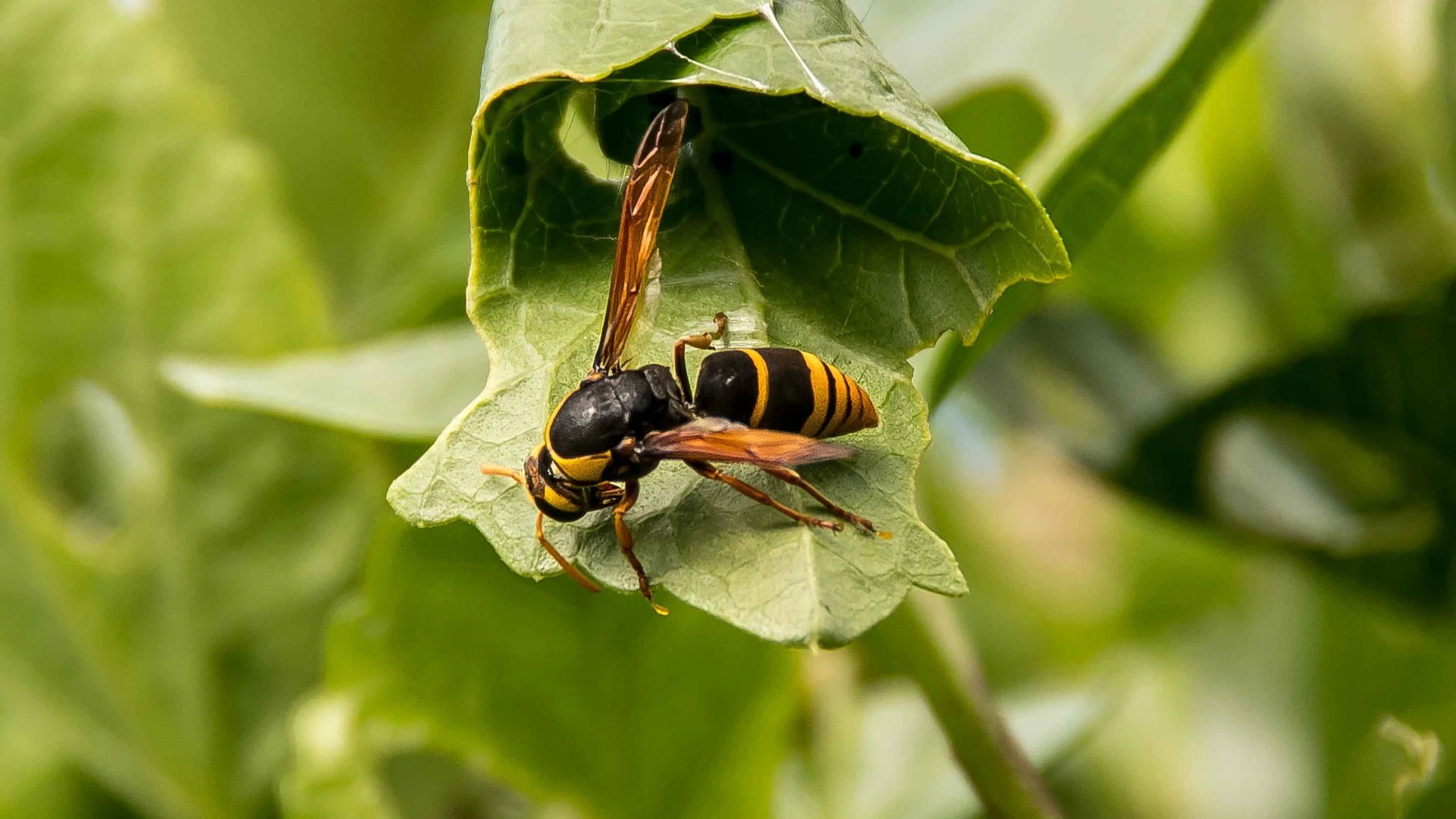 Cómo saber si tengo alergia a las picaduras de mosquitos, abejas o avispas