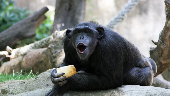 Un mono disfruta de un helado en el zoo de Barcelona Un mono disfruta de un helado en el zoo de Barcelona